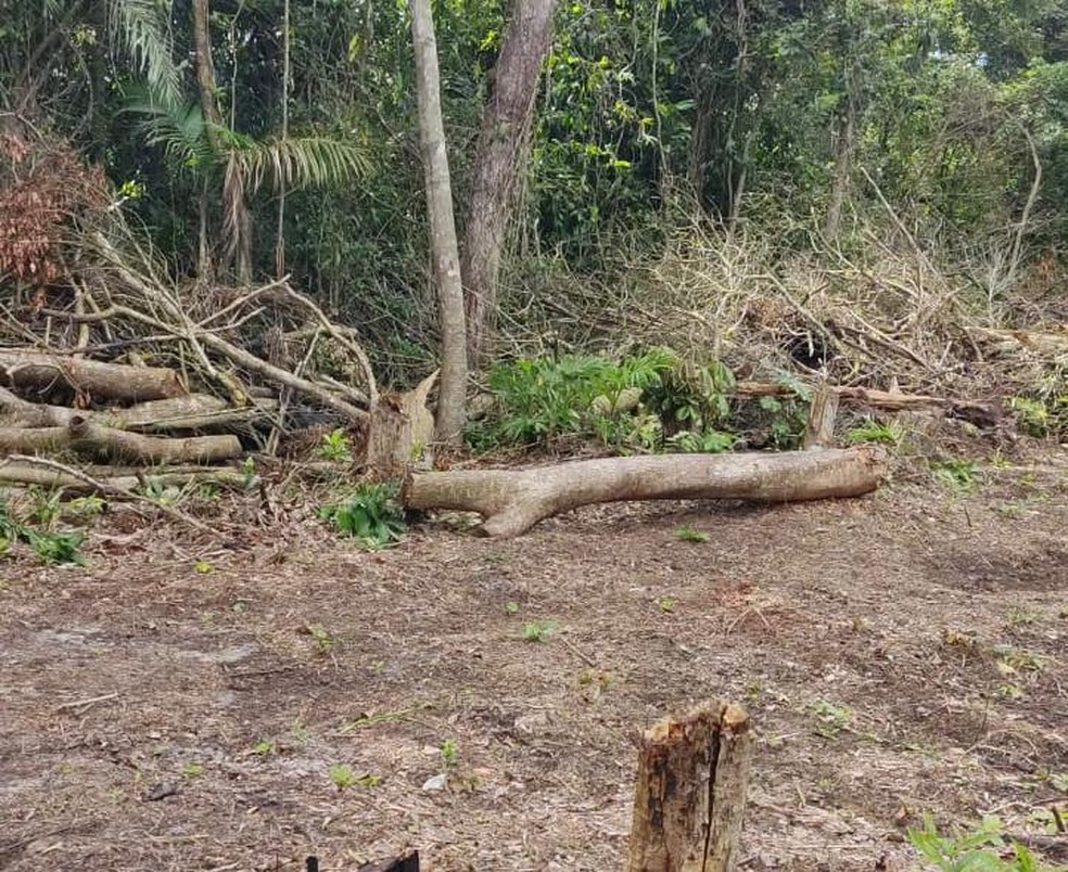 Trio foi flagrado desmatando área de proteção para construir lotes irregulares em Praia Grande, SP — Foto: Divulgação/Prefeitura de Praia Grande