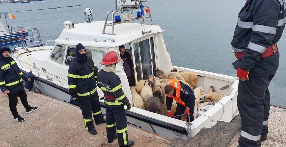 Animais retirados do Queen Hind, navio de carga que tombou no Mar Negro — Foto: IGSU Romania / AFP