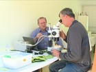 Agricultores testam uso de ácaro para eliminar praga no chuchu em SC