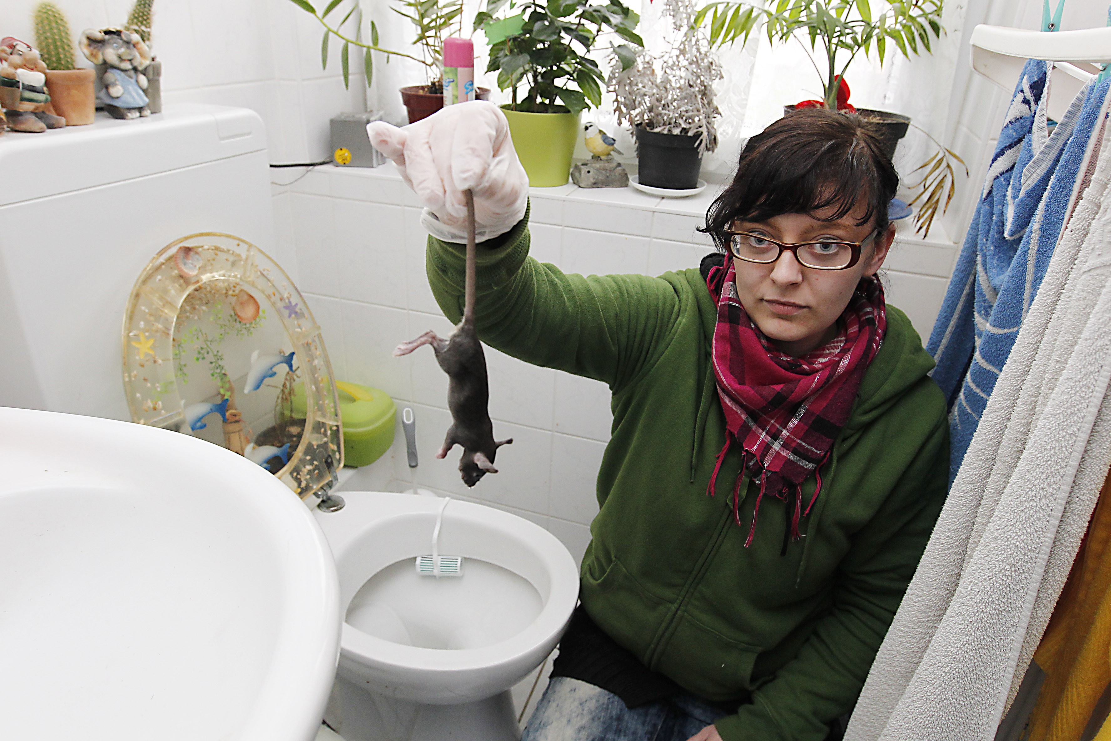 Infestação de ratos na Alemanha em 2013 também fez com que os animais entrassem na casa das pessoas pelas privadas (Foto: Getty Images)