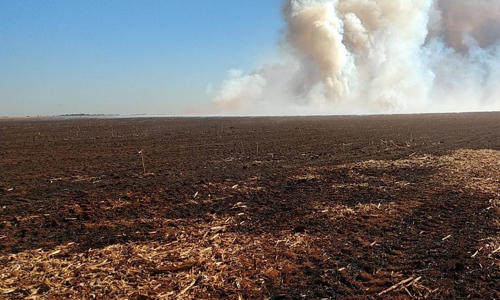 Incêndio em Canarana destruiu cerca de 500 hectares de vegetação de palhada de milho — Foto: Corpo de Bombeiros Militar/MT