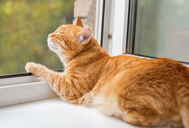 Ginger cat on the window basking in the sun (Foto: Getty Images/iStockphoto)