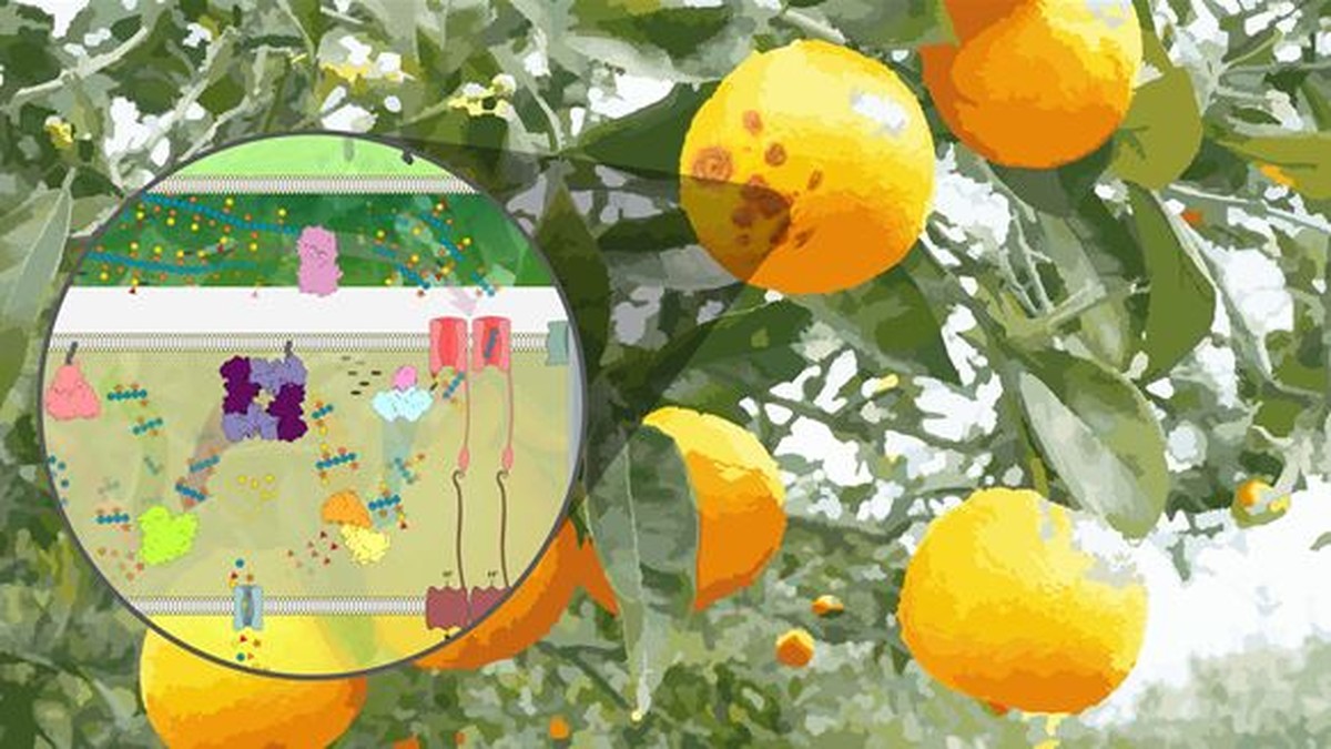 Cientistas descobrem que bactéria vilã da citricultura pode ser aliada na produção de biorrenováveis | Campinas e Região