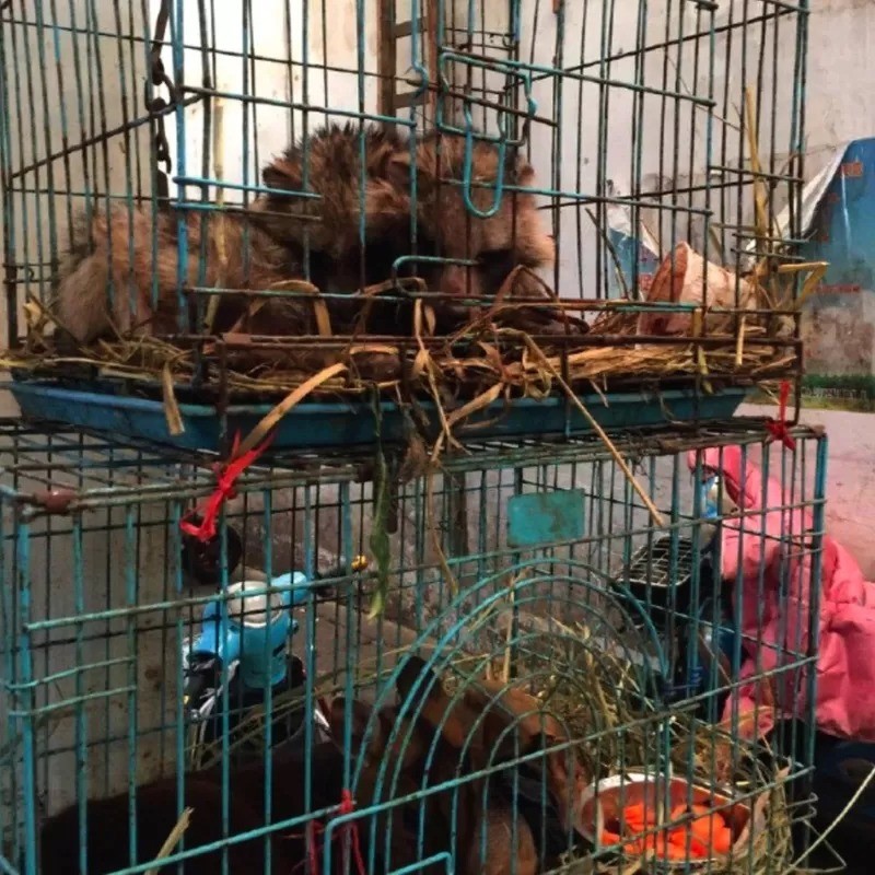 Animais vivos, incluindo espécies agora conhecidas por serem suscetíveis ao covid-19, eram vendidos no mercado de Huanan (Foto: WOROBEY ET AL via BBC)