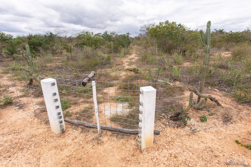 Áreas cercadas ficam protegidas da presença do bode na vegetação da caatinga e podem ser preservadas. — Foto: Celso Tavares/G1