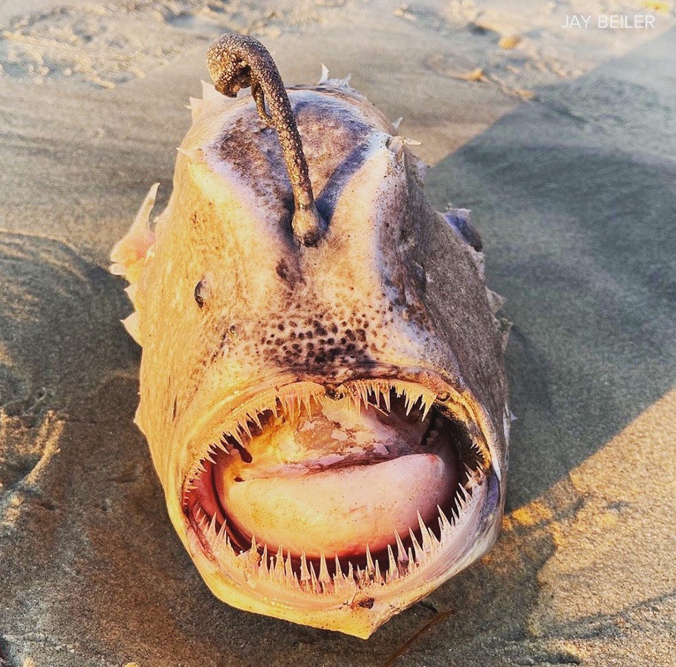 Raro monstro do fundo do mar surge em praia da Califórnia