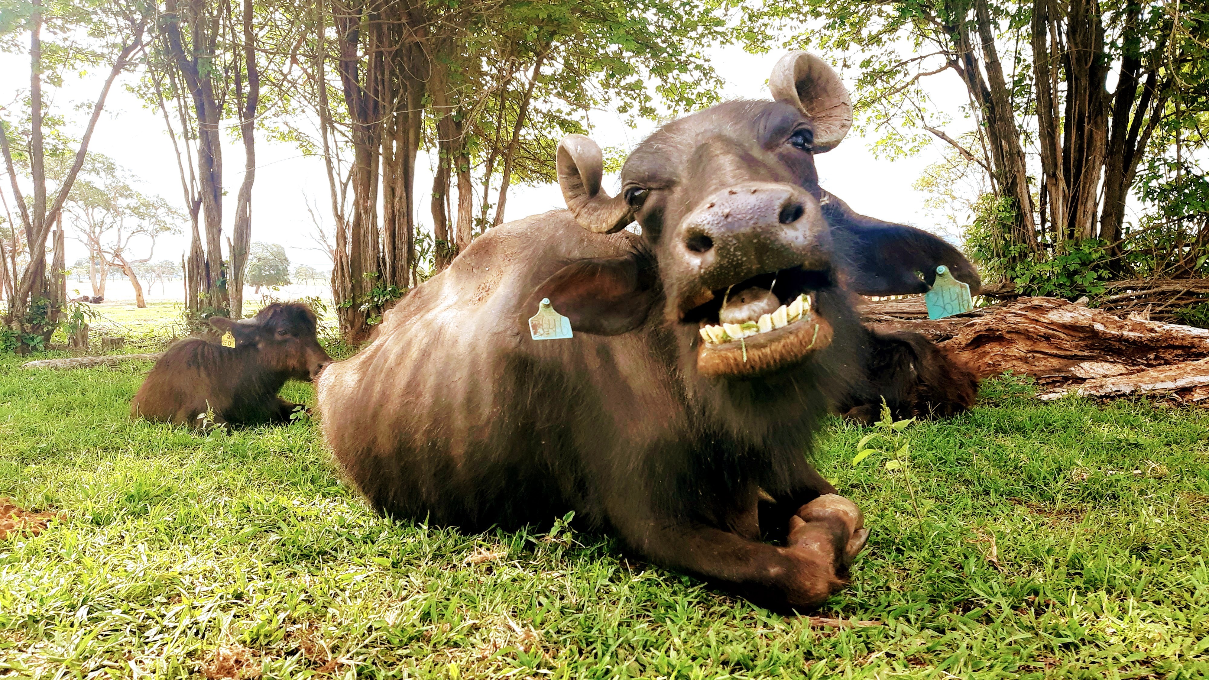 Justiça manda doar para ONG mais de mil búfalas que passavam fome e sede em Brotas