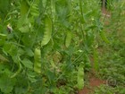 Produtores de Barbacena, MG, apostam no cultivo da ervilha