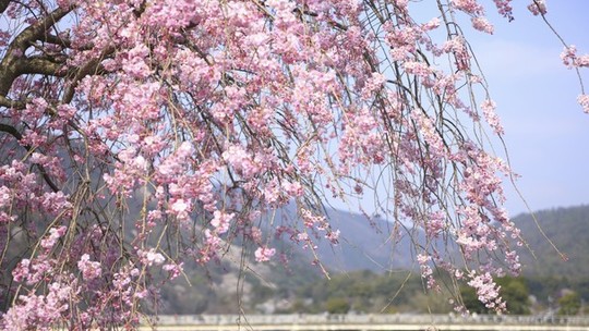 Mudanças climáticas fazem com que cerejeiras de Kyoto floresçam mais cedo 