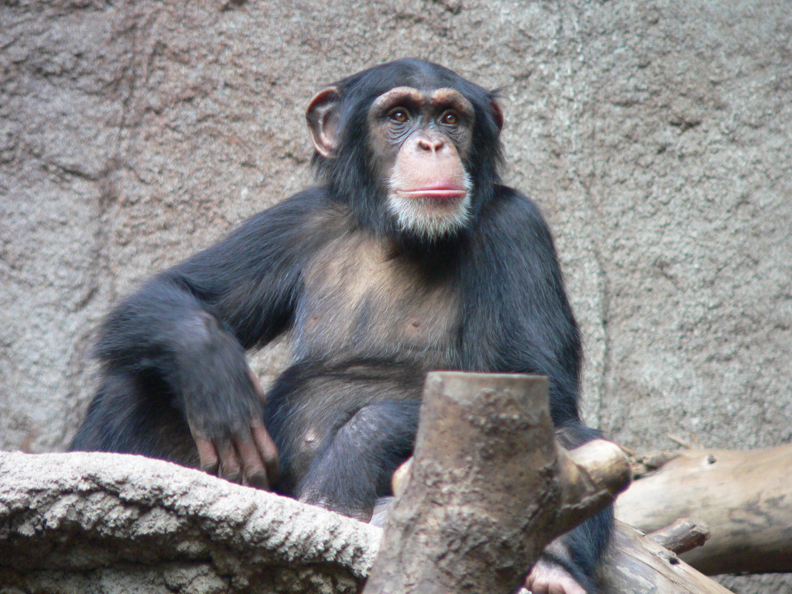 Cientistas estudaram cepas do parasita da malária em chimpanzés infectados na década de 1920  (Foto: Wikimedia Commons )