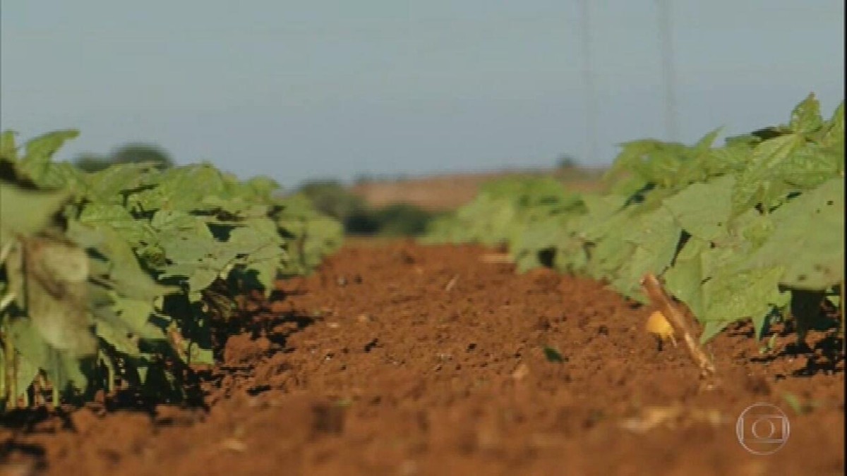 Agricultores do Paraná estão animados com o preço do feijão thumbnail