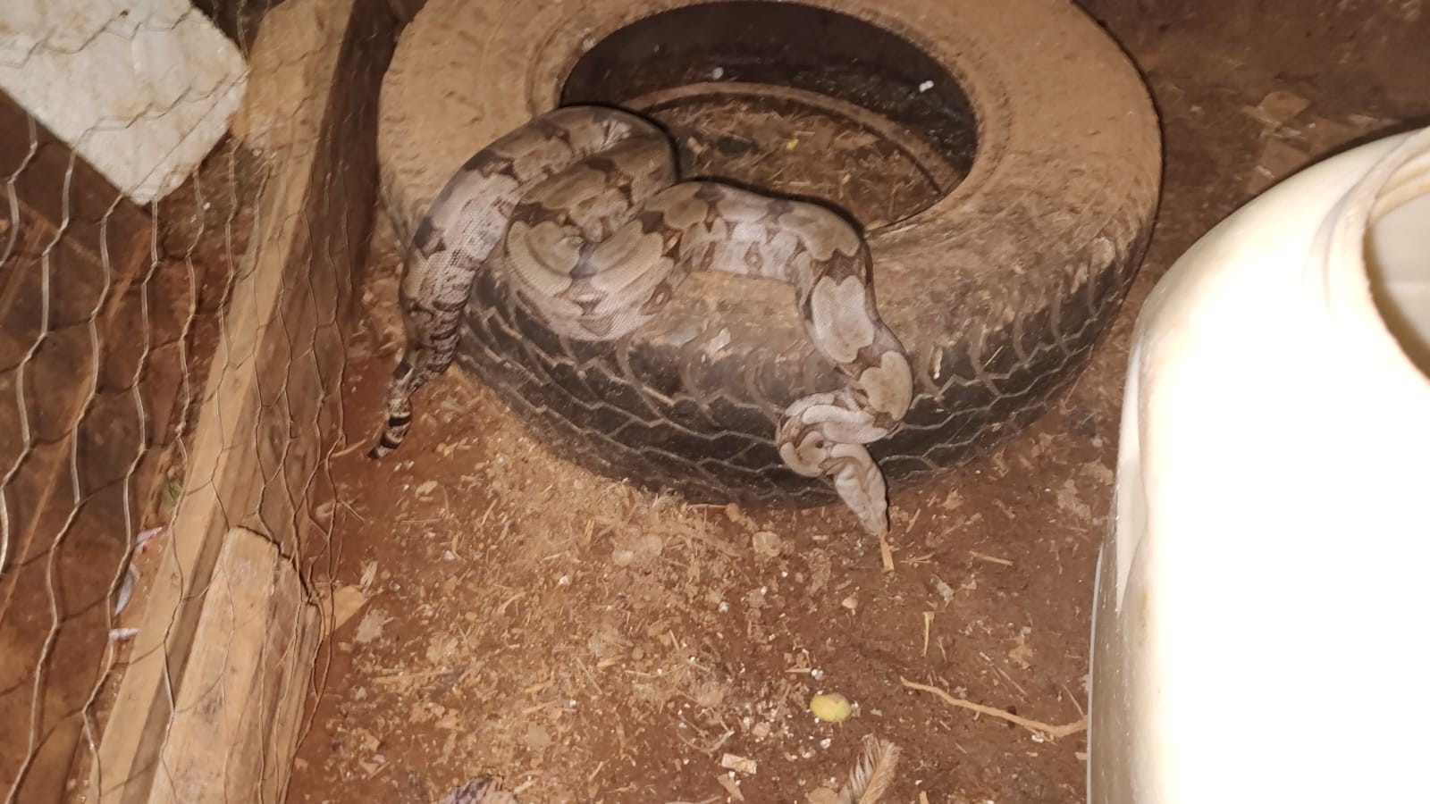 Jiboia invade galinheiro e devora pintinhos em Araxá