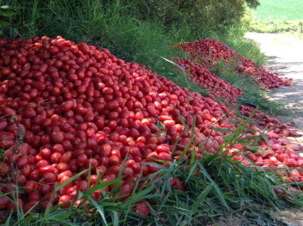 produtores descartam toneladas de tomates (Foto: Fernando Daguano / TV TEM)