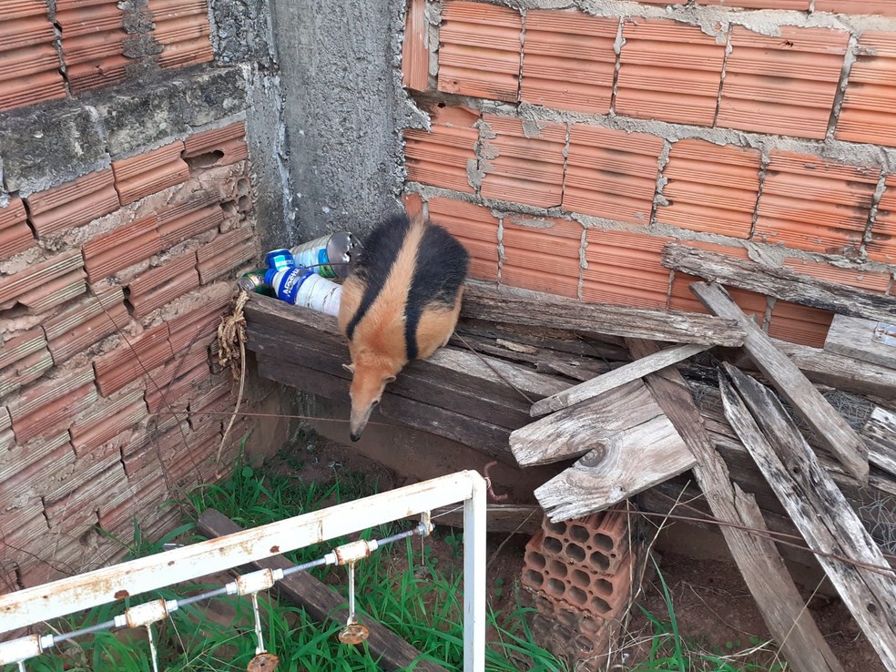 Tamanduá foi entregue aos cuidados da Polícia Ambiental de Tupã — Foto: Corpo de Bombeiros/Divulgação