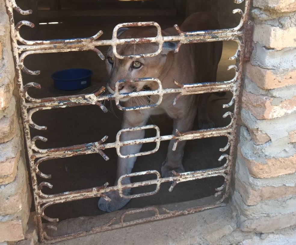Onça encontrada em cativeiro teve as presas arrancadas. (Foto: Divulgação/ Polícia Civil)