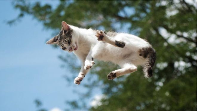 BBC De alguma forma, ainda é um mistério para a comunidade científica como os gatos conseguem cair de pé (Foto: Getty Images/BBC)