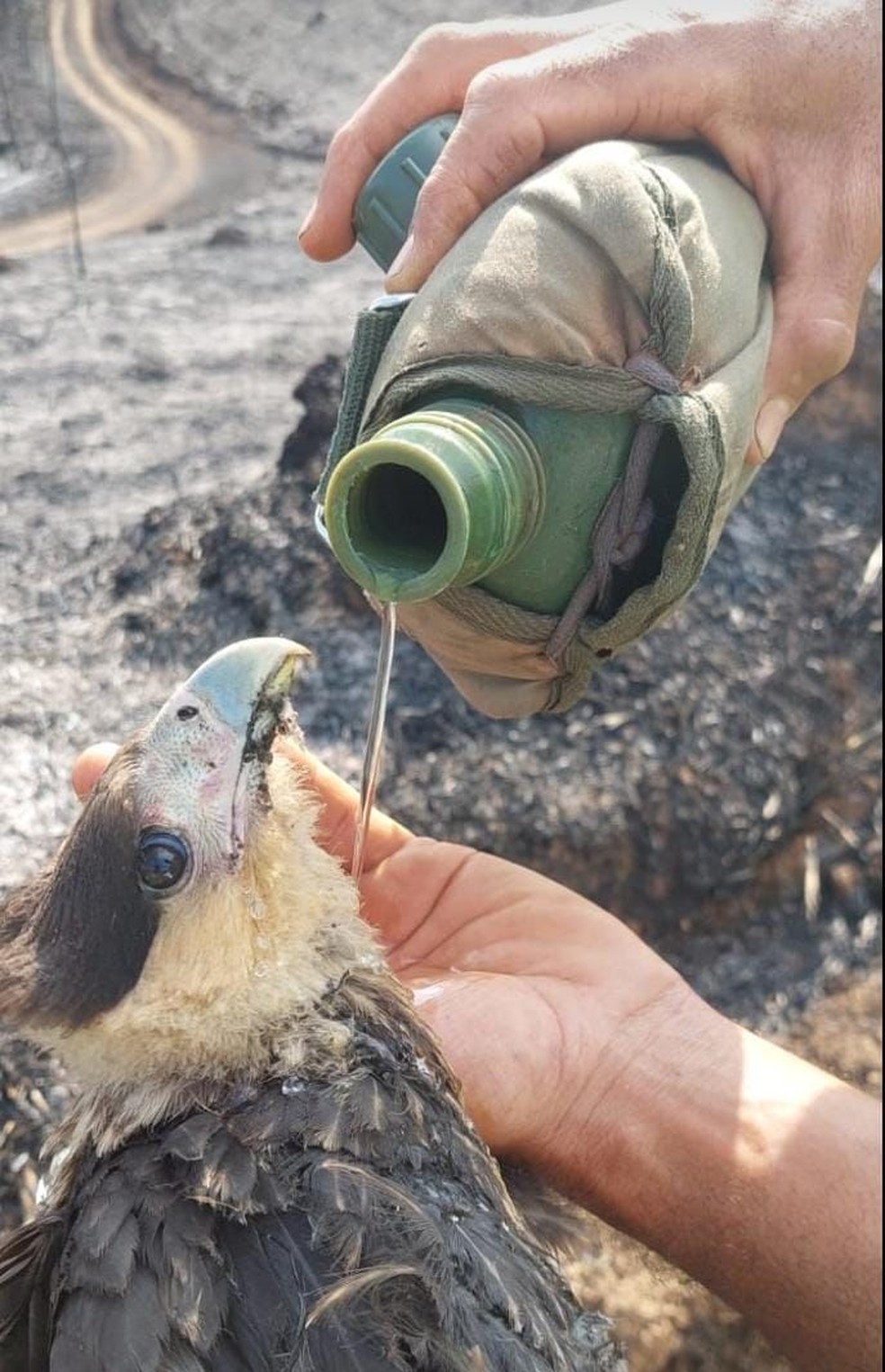 Brigadistas da Amda fotografam gavião atingido pelas chamas recebendo água no bico — Foto: AMDA