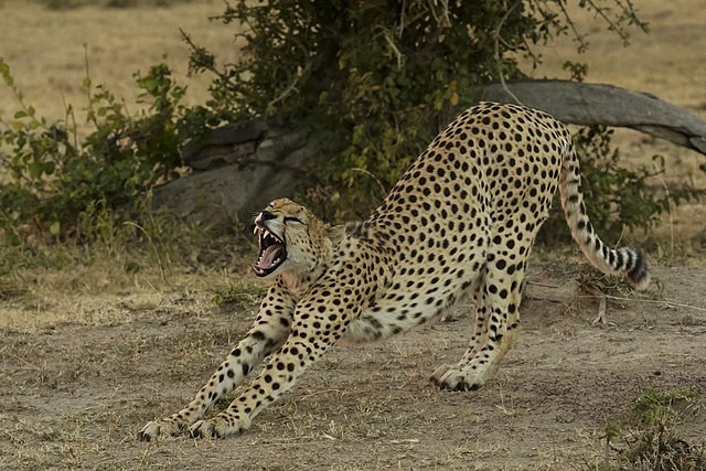 A chita é um animal predador que prefere caçar as suas presas através de perseguições a alta velocidade (Foto: Thomas Fuhrmann / Wikimedia Commons / CreativeCommons)