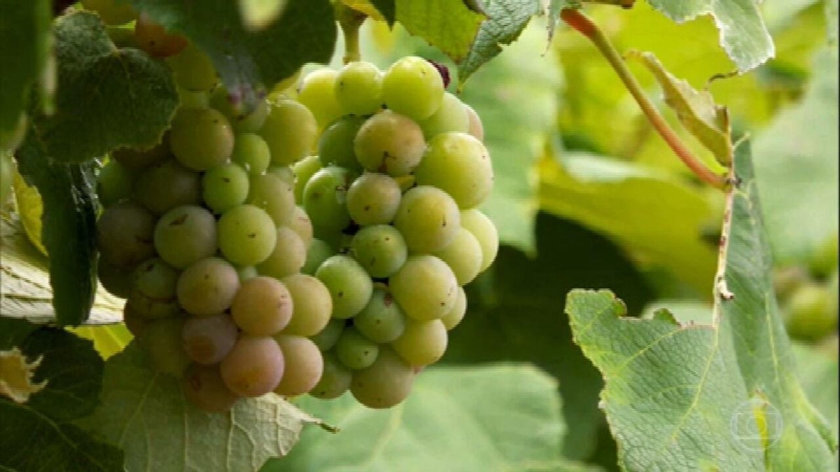 Produtores de uva do RS relatam perdas causadas por herbicida usado nas lavouras de soja thumbnail