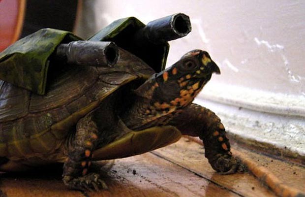 Bastaram “canhões” para a tartaruga parecer um tanque de guerra (Foto: Reprodução/Bored Panda)