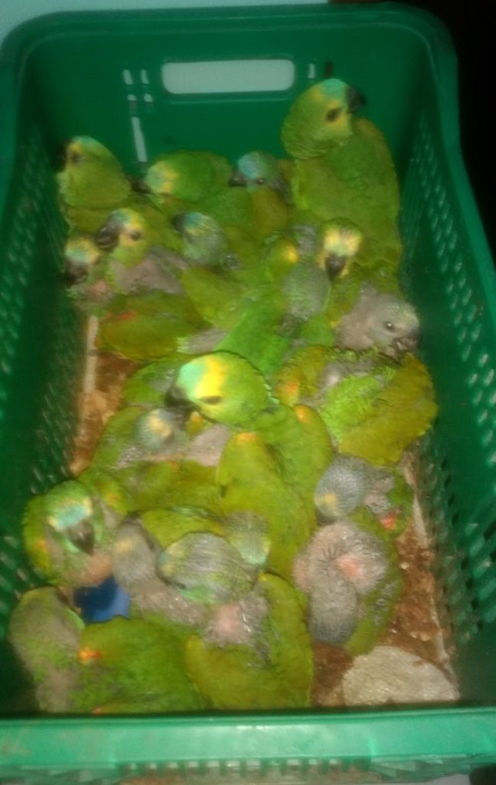 Aves foram apreendidas em Rosana (Foto: Cedida/Polícia Militar Ambiental)
