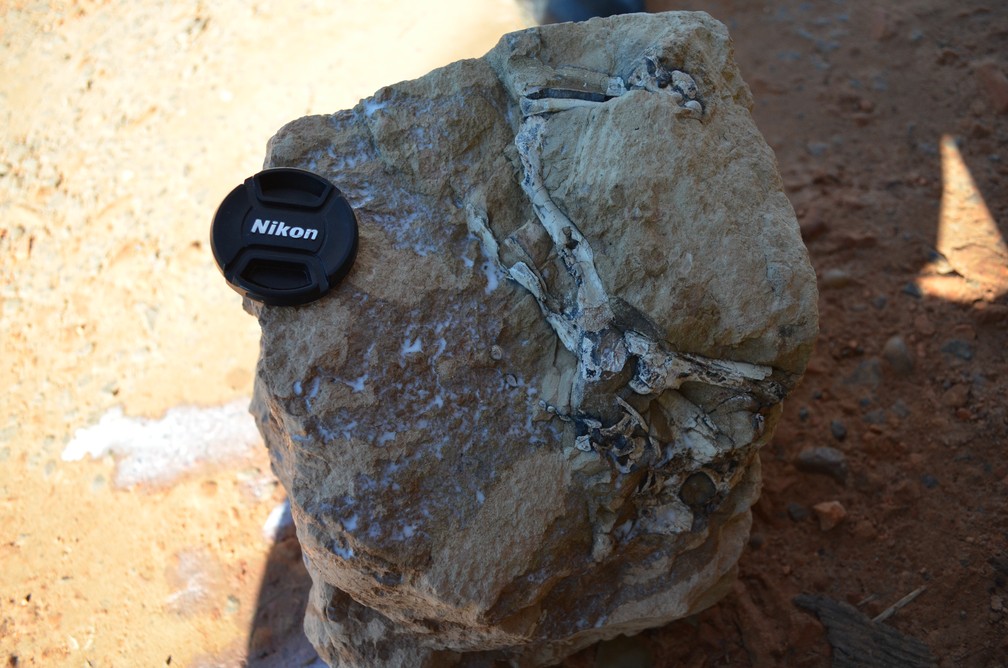 Bloco recém-extraído contendo fósseis do Coronelsuchus civali  — Foto: Arquivo pessoal/André Piacentini Pinheiro