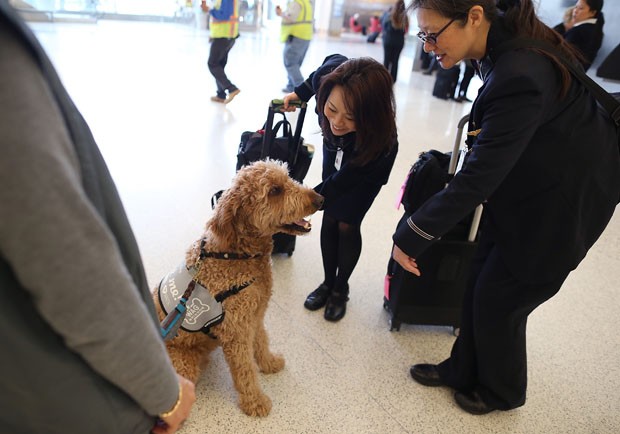  Funcionárias do Aeroporto de Los Angeles interagem com Toby (Foto: Justin Sullivan/Getty Images/AFP)