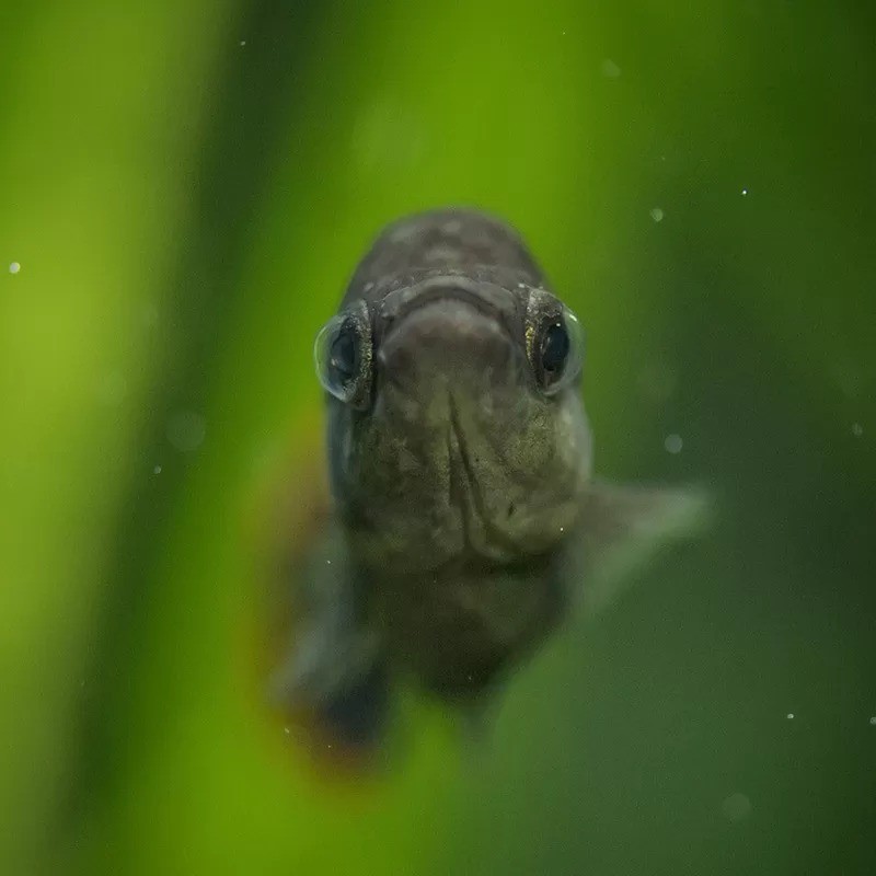 Peixe 'extinto' no México é reintroduzido na natureza graças a zoo