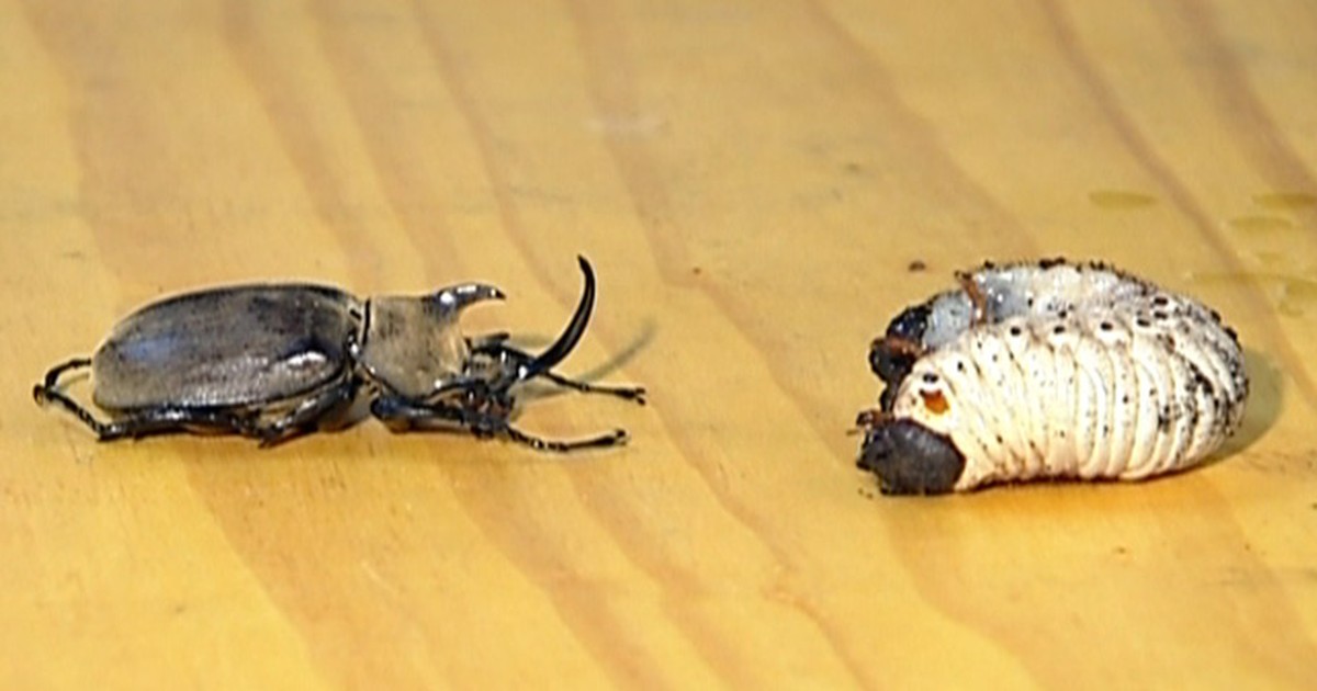 G1 - Exposição de insetos gigantes traz espécies em extinção a São ...