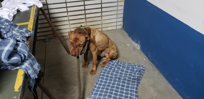 Animal ferido encontrado em rinha de cães em Mairiporã  — Foto: Marcelo Assunção/TV Globo
