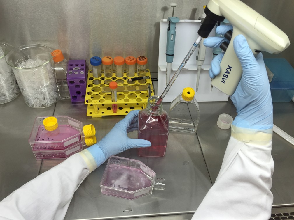 Células com câncer de mama tratadas com composto formulado a base de substância do ipê roxo morreram (Foto: Fabiana Assis/G1)