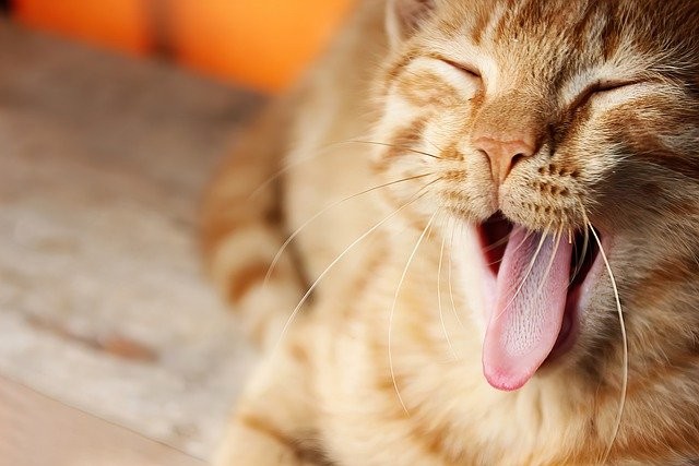 Vídeos que mostram por que os gatos são mais legais que humanos (Foto:  Umut İzgi / Pixabay / CreativeCommons)