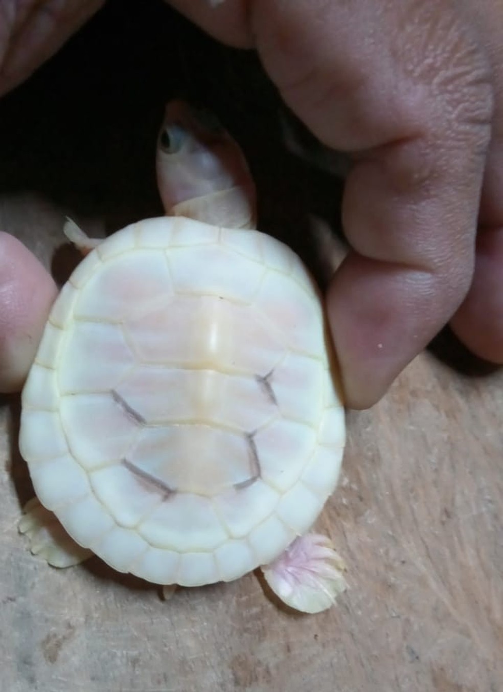 Tartaruga albina nascida no ninho com outras 16 — Foto: Divulgação/Ibama/Projeto Quelônios da Amazônia