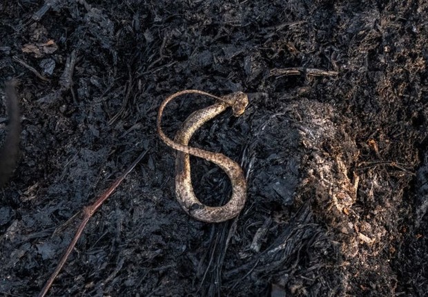Cobra carbonizada pouco antes da chegada de brigadistas em área do Pantanal (Foto: BRUNA OBADOWSKI)
