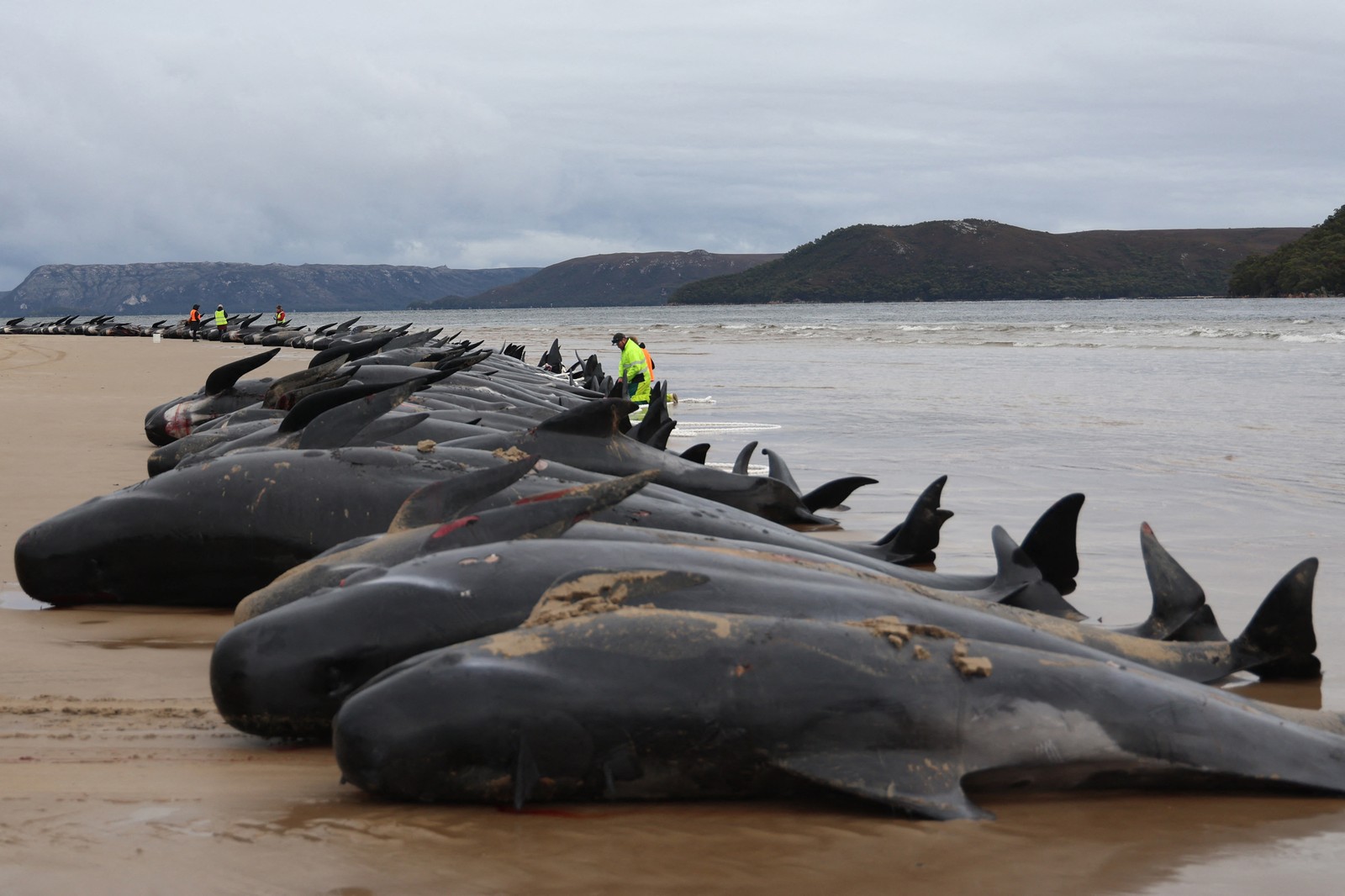 Carcaças de baleias-piloto são analisadas por especialistas em vida selvagem depois que elas foram encontradas encalhadas em Macquarie Heads, na costa oeste da Tasmânia, em 23 de setembro — Foto: Glenn NICHOLLS / AFP