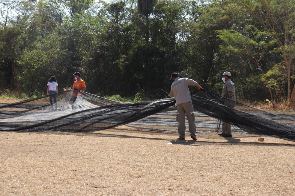 Trabalhadores preparam reas para o cultivo de espcies nativas no Pantanal  Foto: Sesc Pantanal