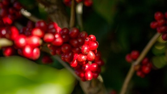 Mercado físico de café do Brasil tem poucos negócios, diz Carvalhaes