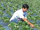 Estiagem atrasa início da colheita de morango em propriedades de SP