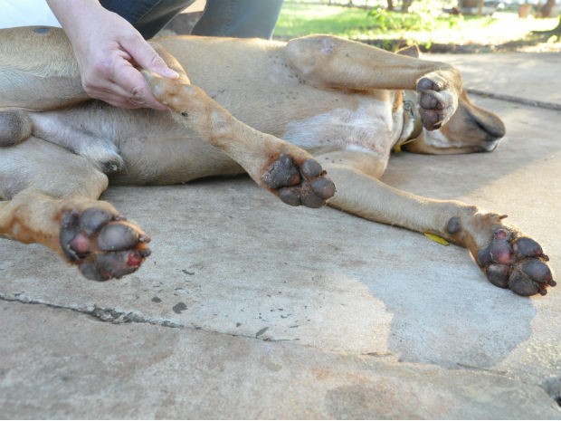 Cão foi arrastador por quatro quilômetros em Campo Grade (Foto: Fernando da Mata/G1 MS)