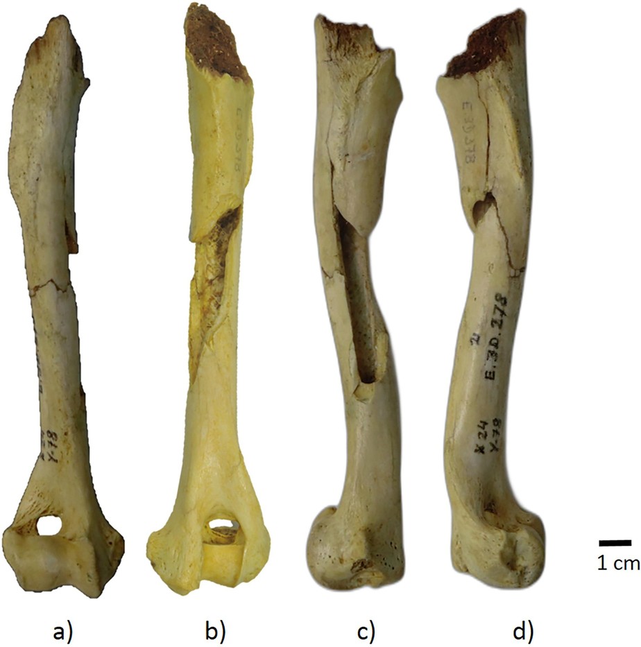 Um osso úmero de um canídeo de 17 mil anos visto de vários ângulos