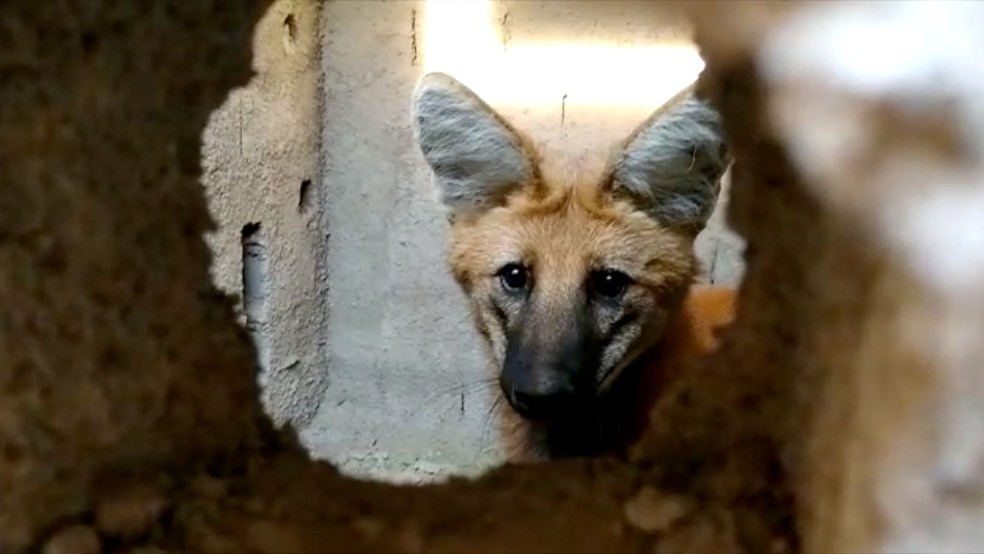 Video Lobo Guara E Encontrado Em Construcao Em Taubate Vale Do Paraiba E Regiao G1 Exito nos projetos pessoais, negocios bem sucedidos. lobo guara e encontrado dentro de casa em taubate