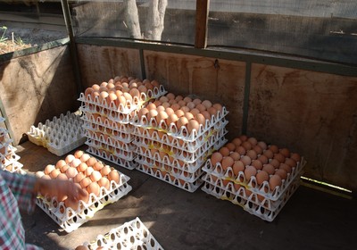 Ovos caipira (Foto: Ernesto de Souza)