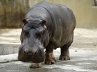 Após apanhar, bêbado diz ter sido atacado por hipopótamo nos EUA