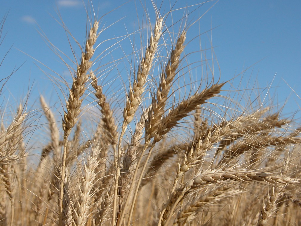 Estudo foi feito para diagnosticar perdas quantitativas e qualitativas no armazenamento de trigo — Foto: Embrapa Trigo/Divulgação