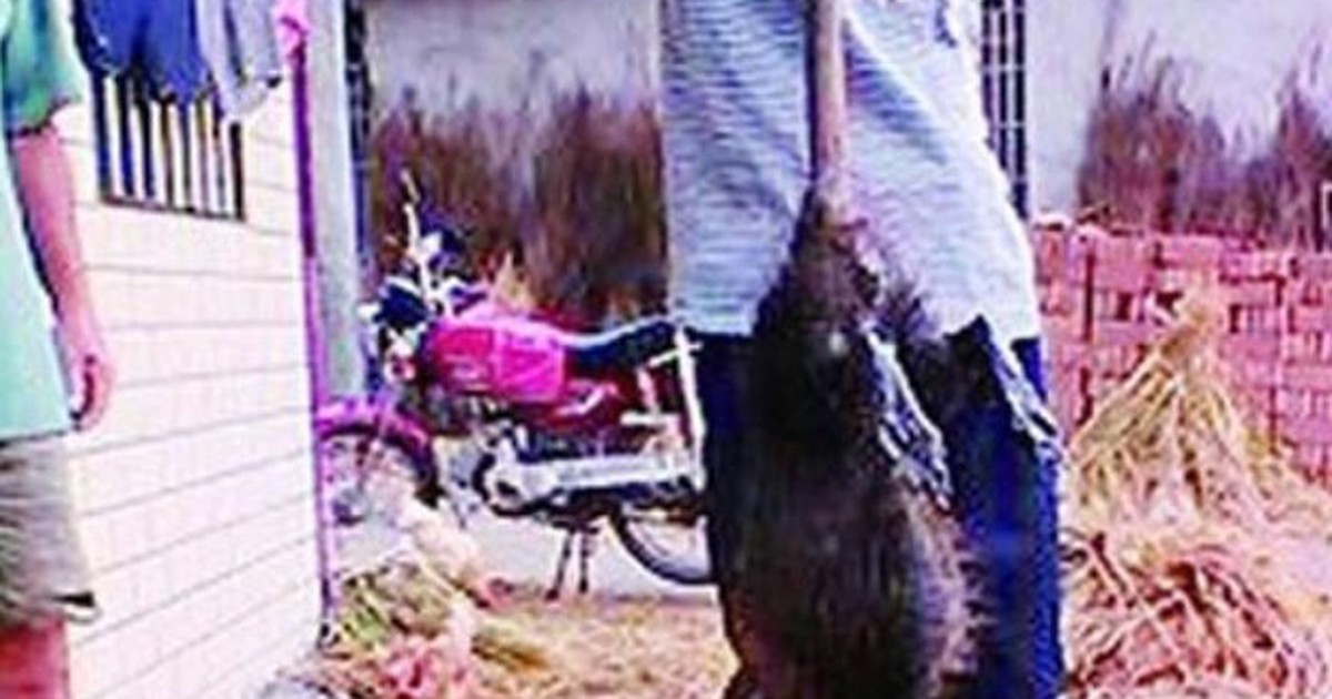 G1 - Agricultores matam rato de 1 metro que aterrorizava cidade chinesa -  notícias em Planeta Bizarro