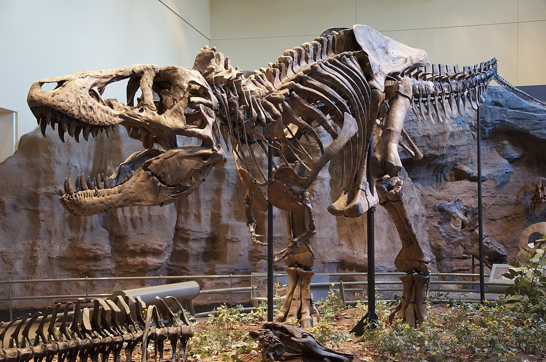 As galinhas têm parentesco com todos os dinossauros carnívoros terópodes, como o T-rex (Foto: Wikipedia/ ScottRobertAnselmo/ Wikimedia Commons)