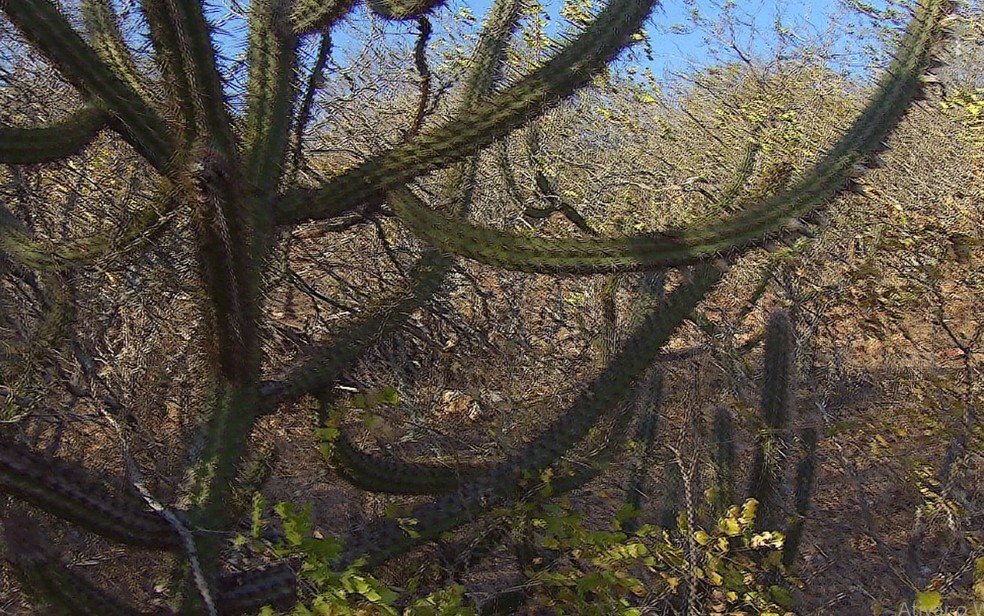Resultado de imagem para HOMEM ENCONTRADO MORTO  CAATINGA