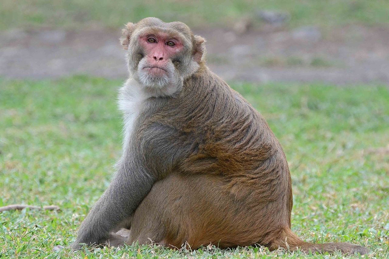 Macaca mulatta, ou rhesus, o primata utilizado no experimento (Foto: Wikimedia Commons)