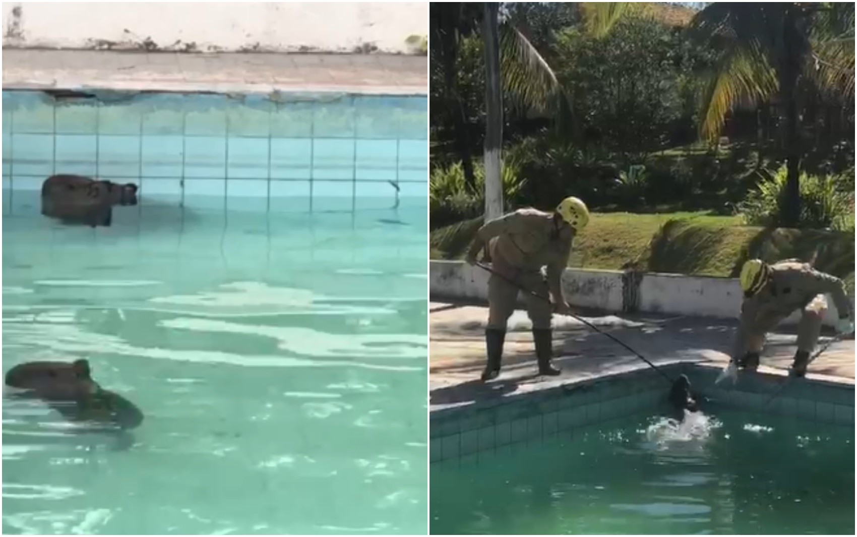 Capivaras são resgatadas nadando em piscina de chácara em Iporá; vídeos