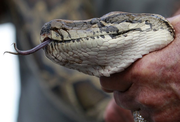 Uma píton birmanesa capturada previamente é exibida durante a caçada às serpentes promovida pelo estado da Flórida (Foto: Joe Skipper/Reuters)